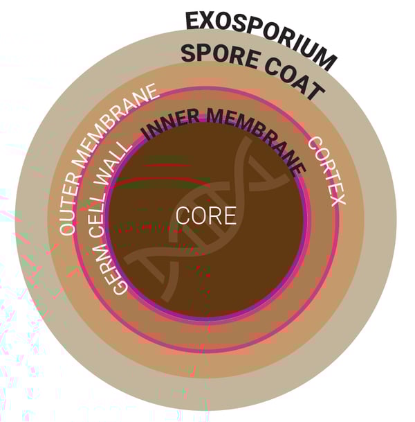 Why are C. difficile spores so hard to kill?